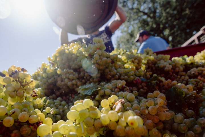 Harvested grapes being poured from a container under bright sunlight.