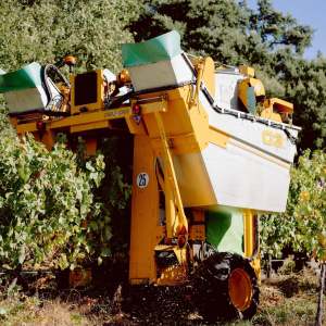 Yellow grape harvester machine in vineyard with green foliage.