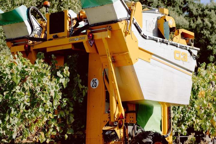 Yellow grape harvester machine in vineyard with green foliage.