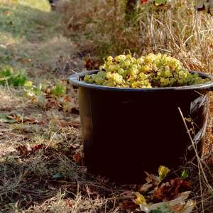 Bucket filled with green grapes on a grassy vineyard path.