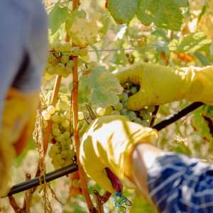 People harvesting grapes from vines, wearing yellow gloves.