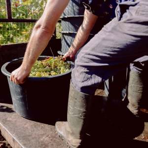 Person in boots harvesting grapes into a large container outdoors.