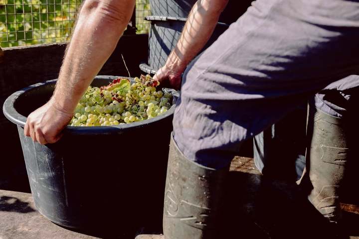 Person in boots harvesting grapes into a large container outdoors.