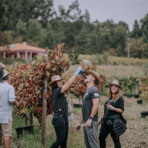 People in a vineyard; a woman playfully feeds grapes to a man.