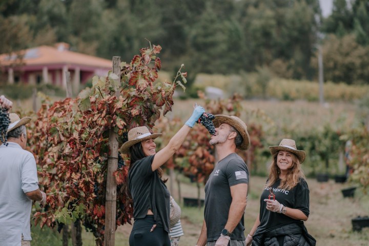 People in a vineyard; a woman playfully feeds grapes to a man.