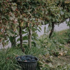 Bucket of grapes beside a vineyard in soft focus.