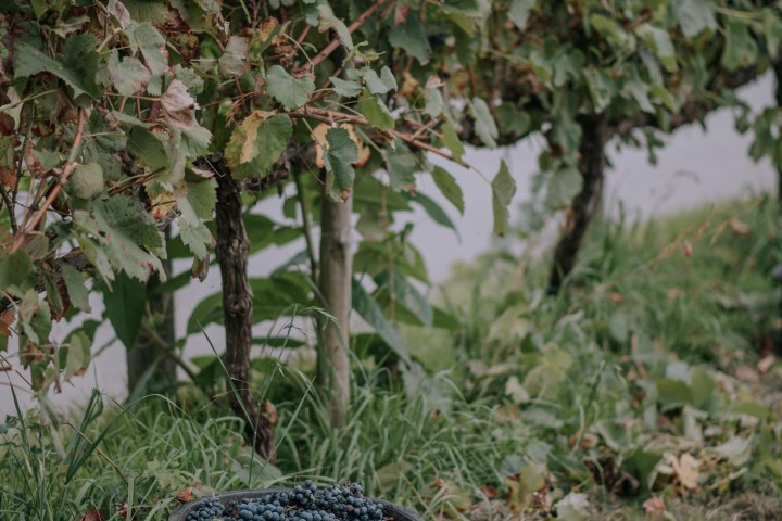 Bucket of grapes beside a vineyard in soft focus.