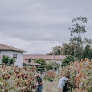 People tending to grapevines in a vineyard under a cloudy sky.
