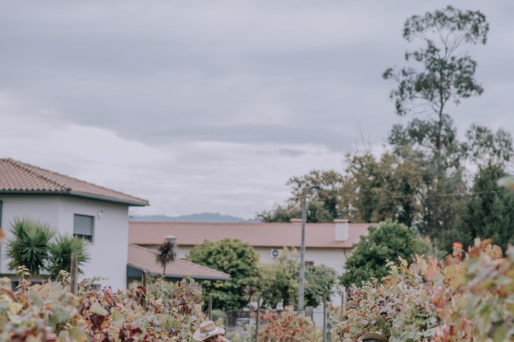 People tending to grapevines in a vineyard under a cloudy sky.