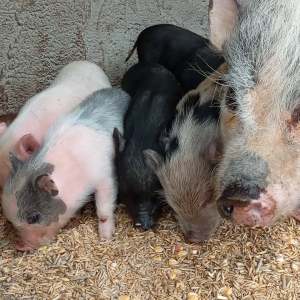 Several piglets are eating on the ground near a large sow.