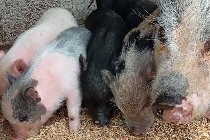 Several piglets are eating on the ground near a large sow.