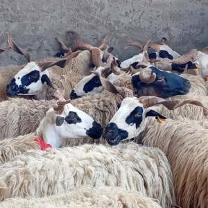 Group of sheep with spotted faces and curled horns in a pen.