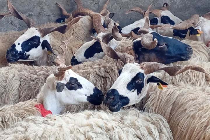 Group of sheep with spotted faces and curled horns in a pen.