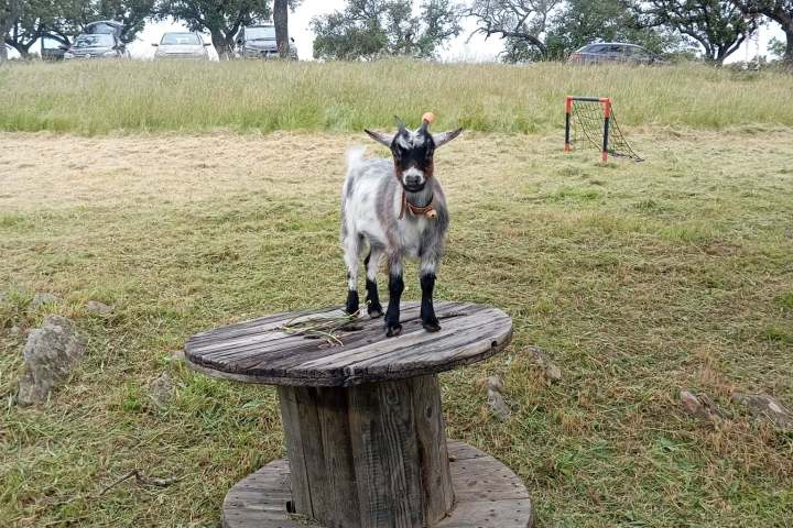 Goat standing on a wooden spool in a grassy field with trees and cars in the background.