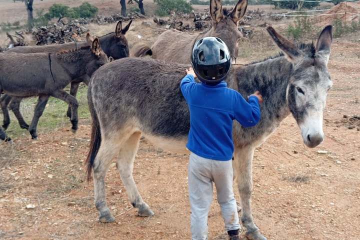 Family meeting a friendly donkey during an Alentejo farm experience