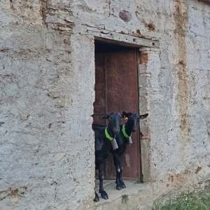 Two goats wearing green tags stand by an old stone wall and wooden door.