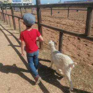 Child in red shirt walks with goat on dirt path beside wooden fence.
