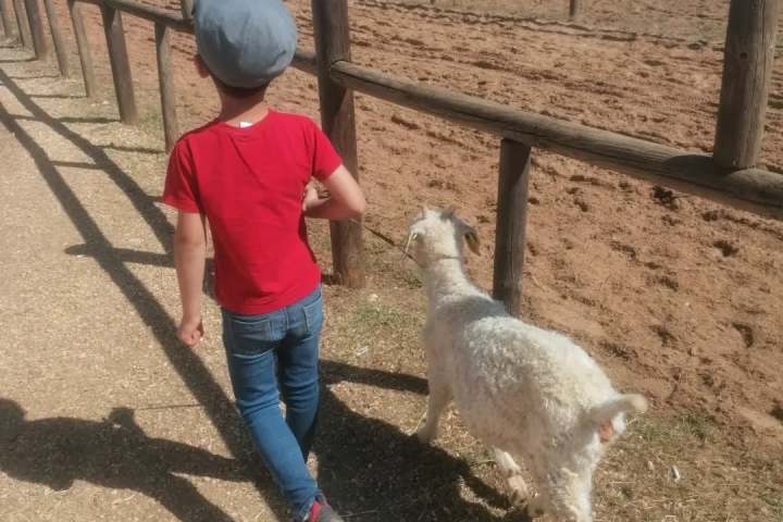 Child in red shirt walks with goat on dirt path beside wooden fence.