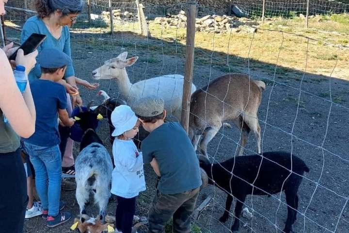 People and children pet goats and a deer in a fenced outdoor area.