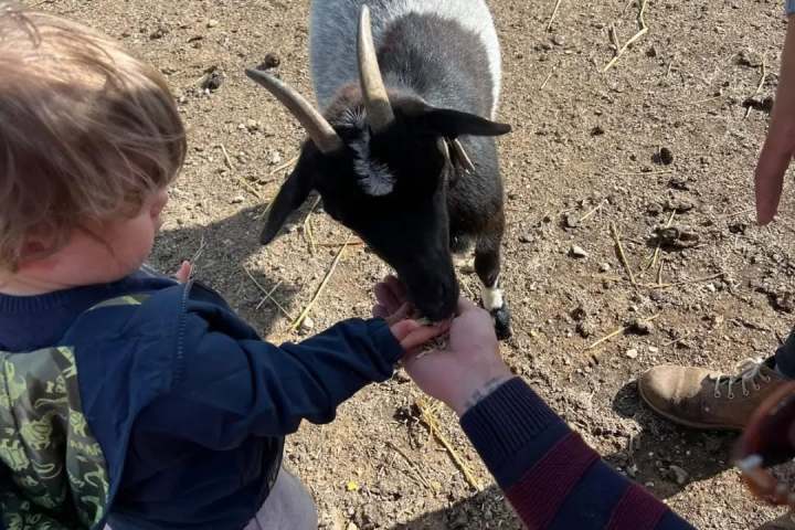 Child feeding a goat while an adult assists, on a dirt ground.