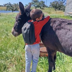 Child in red shirt hugging a donkey in a grassy field.