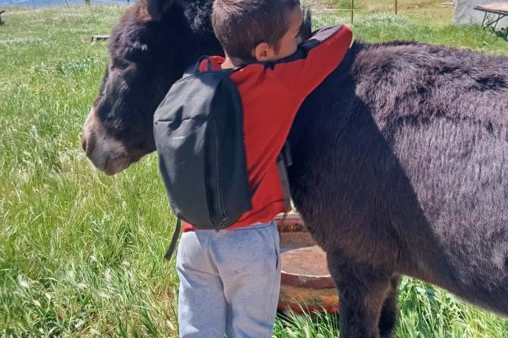 Child in red shirt hugging a donkey in a grassy field.