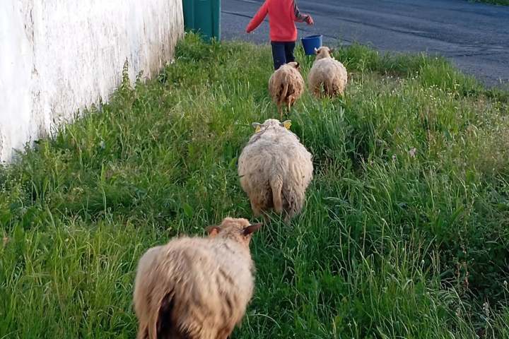 Child walking sheep along a grassy path near white building and road.
