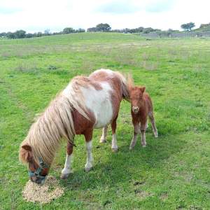 Two ponies grazing in a green field, one adult and one foal.