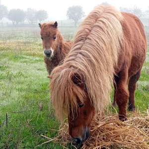 Two ponies grazing in a foggy field with green grass and trees.