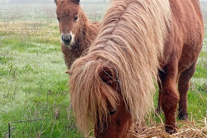 Two ponies grazing in a foggy field with green grass and trees.
