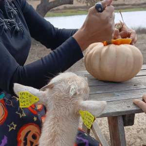 Goat with ear tags watches person carve a pumpkin on a wooden table.