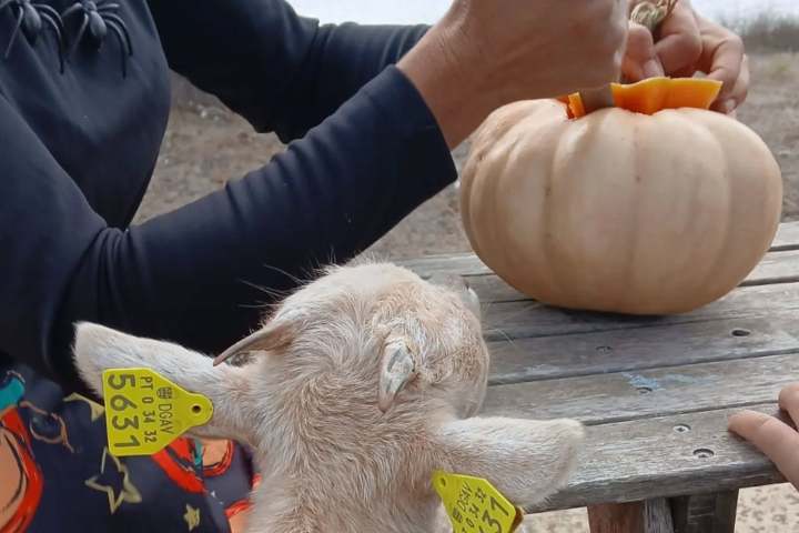 Goat with ear tags watches person carve a pumpkin on a wooden table.