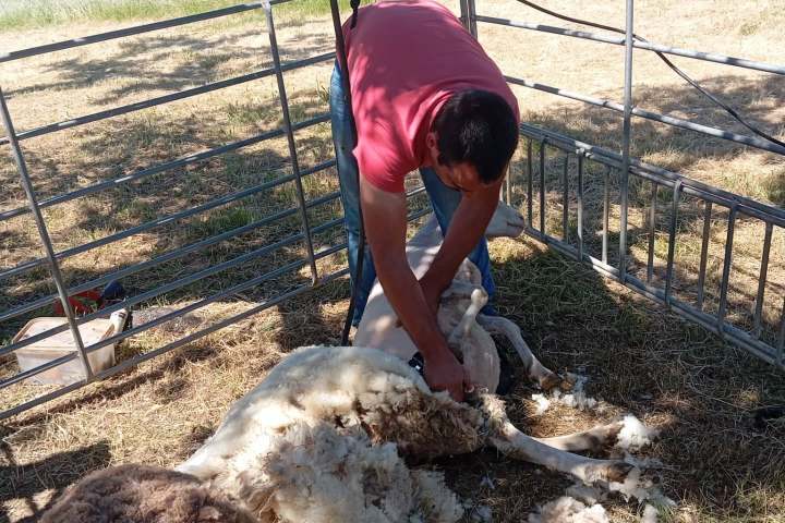 Person shearing a sheep in a fenced grassy area.