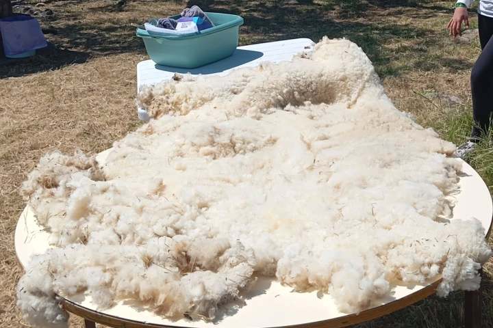 Large wool fleece spread on a table outdoors, with grass and lake in the background.