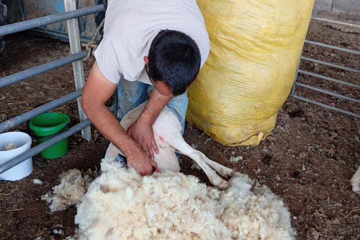 Person shearing wool from a sheep in a pen, with a yellow sack nearby.