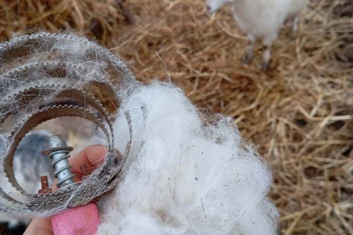 Person holding comb with sheep wool, sheep in background.