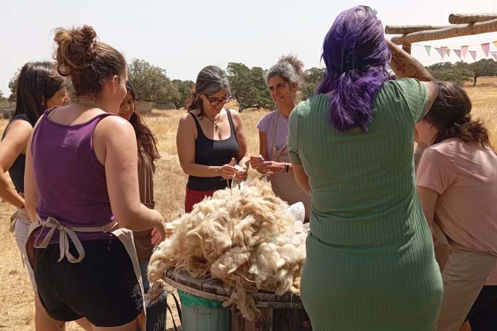 Group of people outdoors shearing sheep wool in a rural setting.